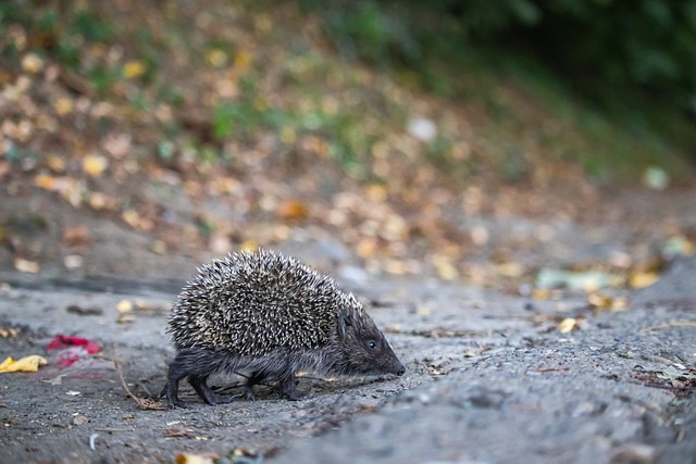初到巴萨的 初到巴萨的
